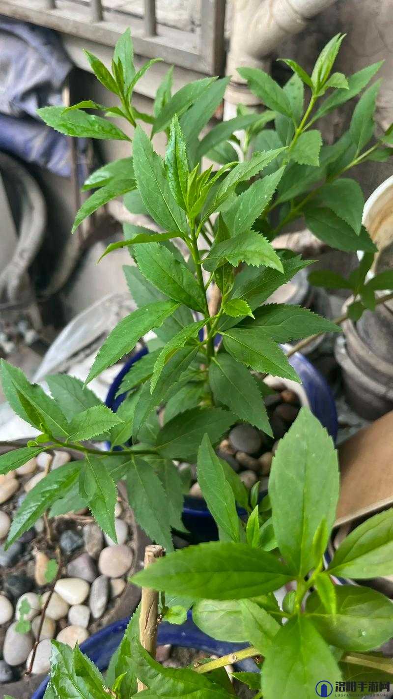 啊～你TM别舔了蓝莓：这让人震惊的一幕究竟为何