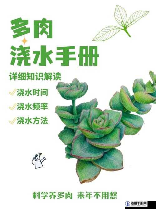 皇家共享小公主多肉：关于其品种特性与养护要点的探讨