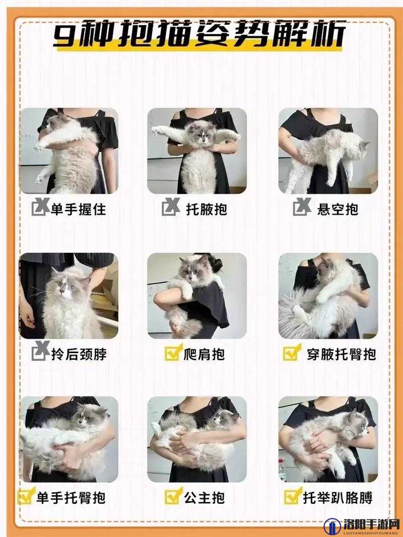 小森生活猫爪岛怎么进 猫爪岛怎么抱猫