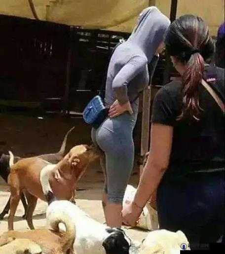 M 像狗一下爬行：揭示这一奇特行为背后的秘密