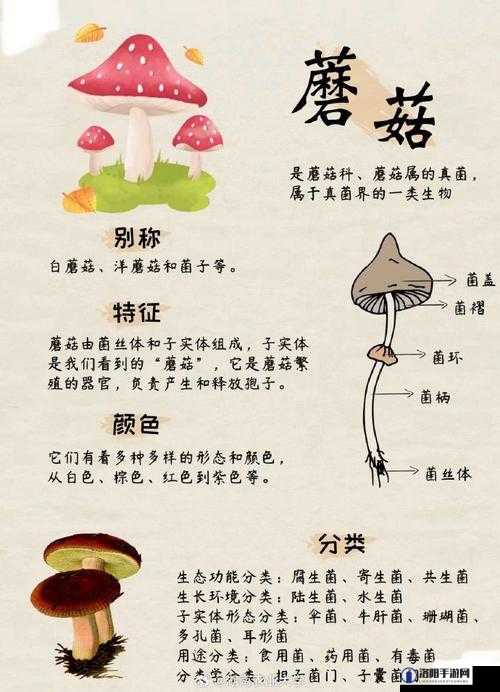 蘑菇科普：探索奇妙菌类世界的奥秘与价值所在