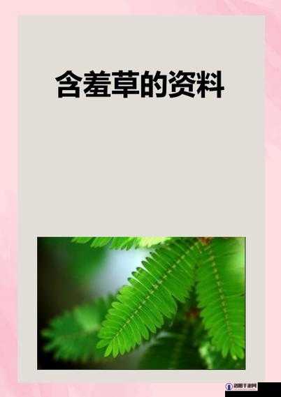 免费包子铺含羞草：一个充满温暖与故事的地方