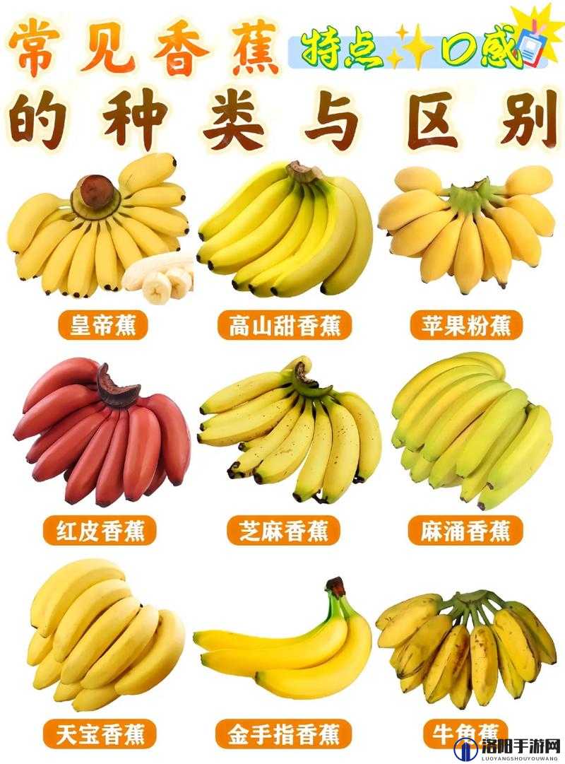 香蕉十八度和二十三度的区别：温度差异对其品质的影响探究
