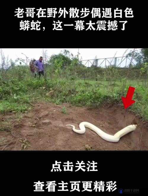 被一条蛇做到崩溃：这是怎样令人震惊的经历
