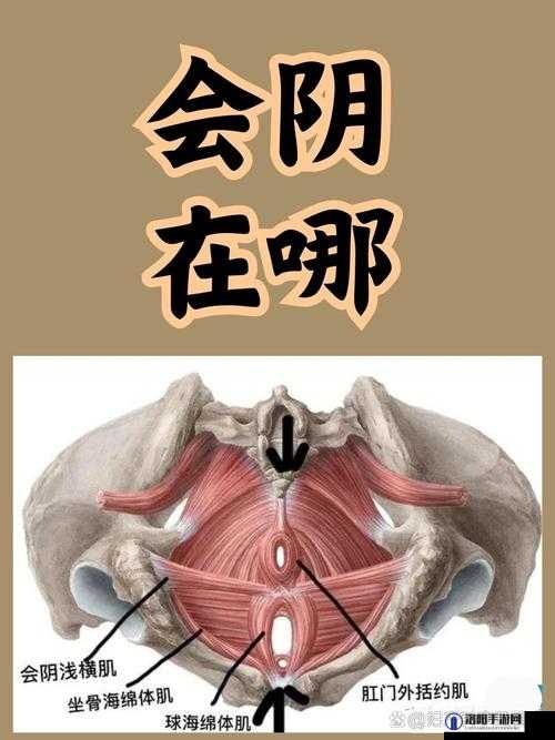 美女扒开尿孔久久久捅爽：探索女性私密部位的奥秘