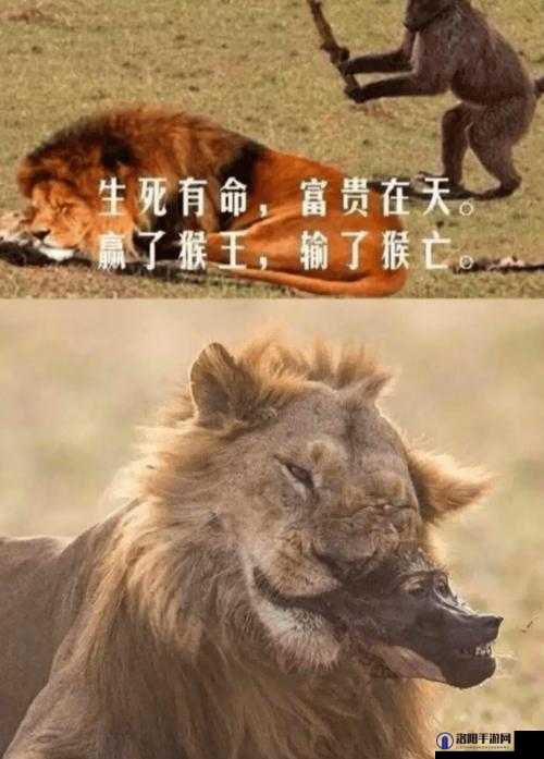 二人一起努力生猴子不盖被子：为了爱的结晶共同奋斗