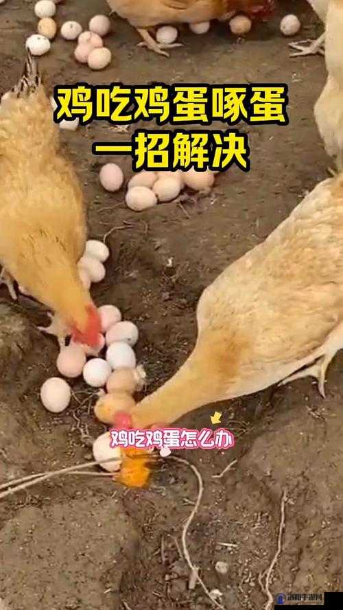 用嘴吃鸡不恶心吗：探讨吃鸡方式的伦理与卫生问题