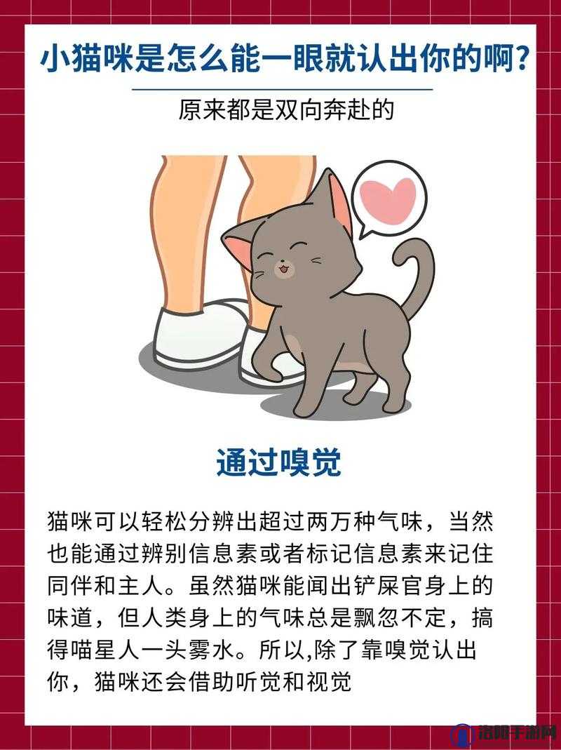 猫咪找不到了怎么办:主人心急如焚该如何是好