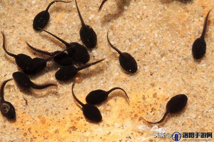 kdbacc 小蝌蚪新版本：高清流畅、资源丰富且无广告干扰