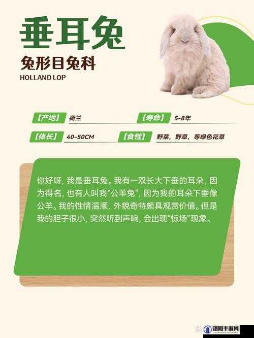 尺寸 po 长耳兔适合哪种服饰之详细分析与具体建议