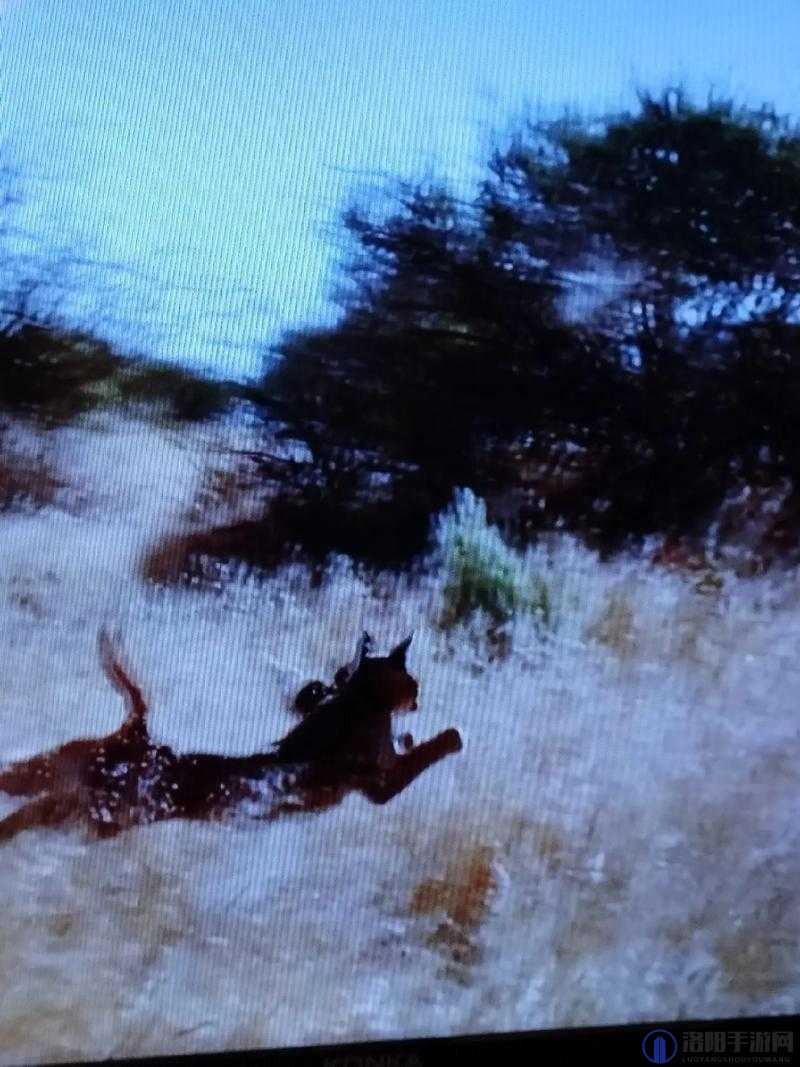 解神者蓝色晨曦的猎豹怎么样，蓝色晨曦的猎豹介绍