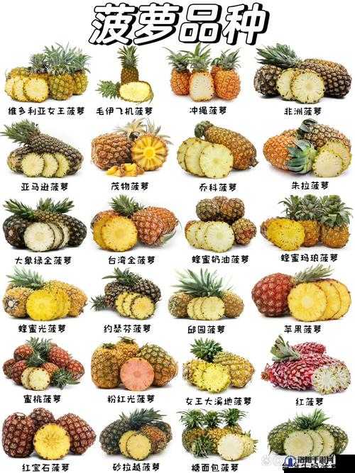 贵丰大菠萝333：探索其独特魅力与市场热销背后的秘密