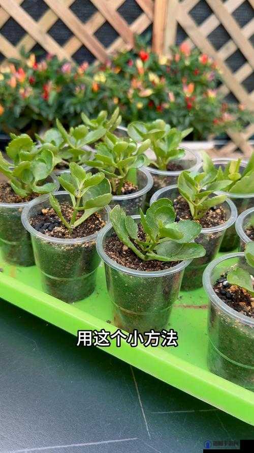 欧式72种扦插法的注意事项：如何正确操作以确保植物健康生长？