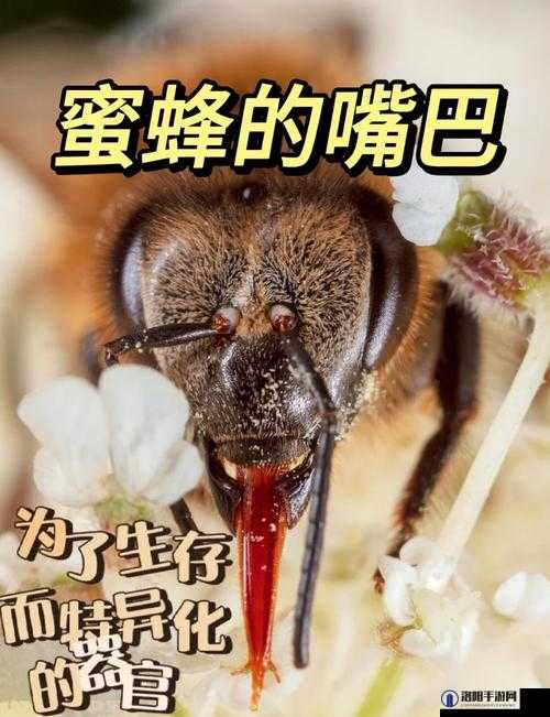 方橙采意1v.1h采蜜模式：独特探索与实践，揭秘高效采蜜新方法