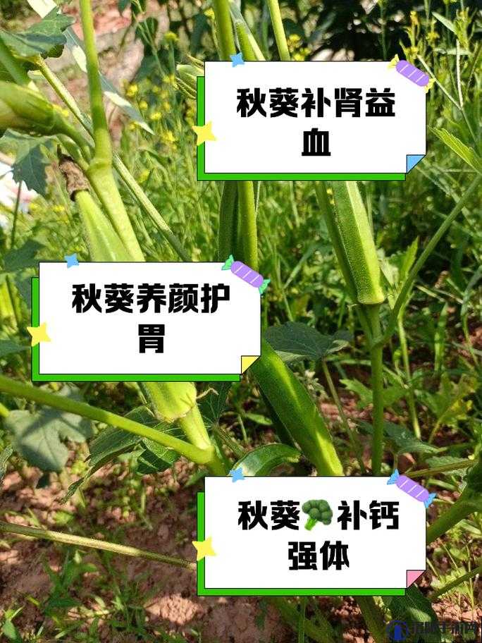 未满十八岁的人能吃秋葵吗？专家解析秋葵对青少年的健康影响