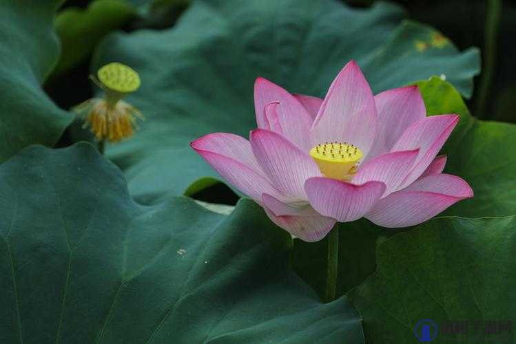 春动莲房:探索春季莲花生长的奥秘与自然美景的完美融合