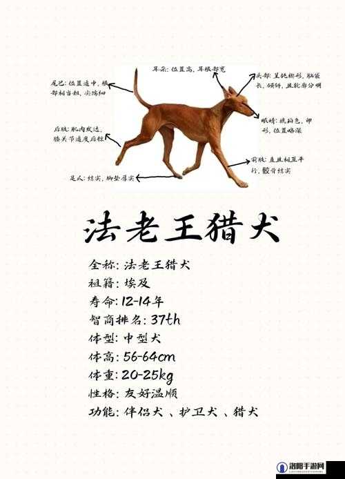 伊洛纳混沌猎犬怎么获得，狗王捕捉方法全攻略