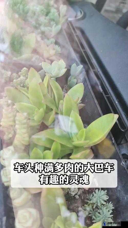 1V3 多肉多车高校生活，是怎样的一种体验？