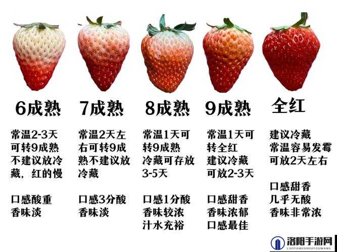 精产国品一二三产区草莓：哪里的草莓口感最佳？全面解析三大产区特色与品质对比