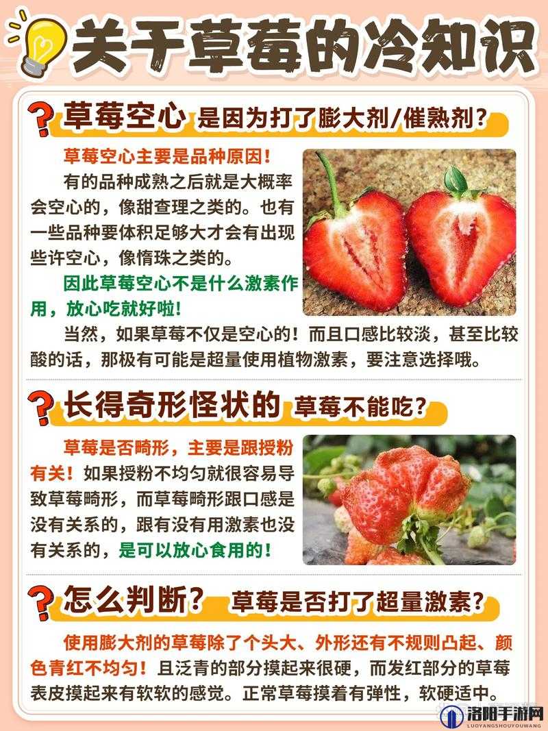 蜜丝婷大草莓和小草莓有何区别？哪个更受欢迎？快来一探究竟