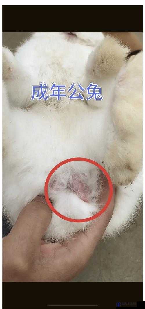 为什么男生喜欢摸和咬小兔兔？背后原因大揭秘，你知道吗？