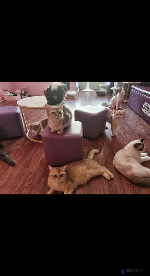 毛多多啊啊啊的爆笑日常：揭秘网红猫咪的趣味生活与粉丝互动瞬间