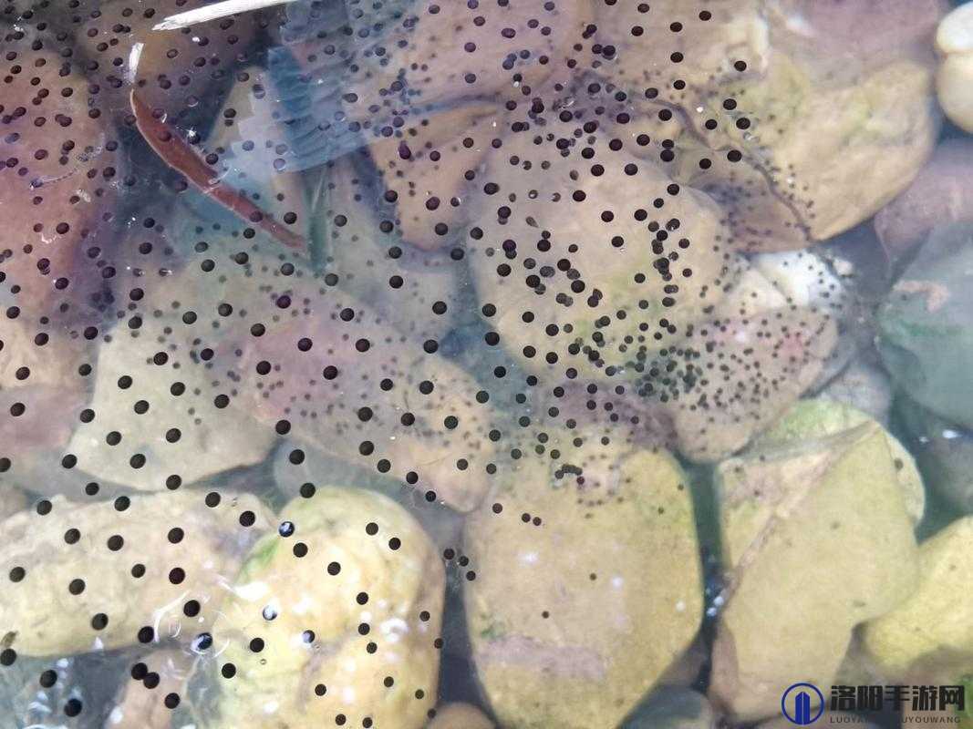如何看待 91 九色蝌蚪窝这种现象？