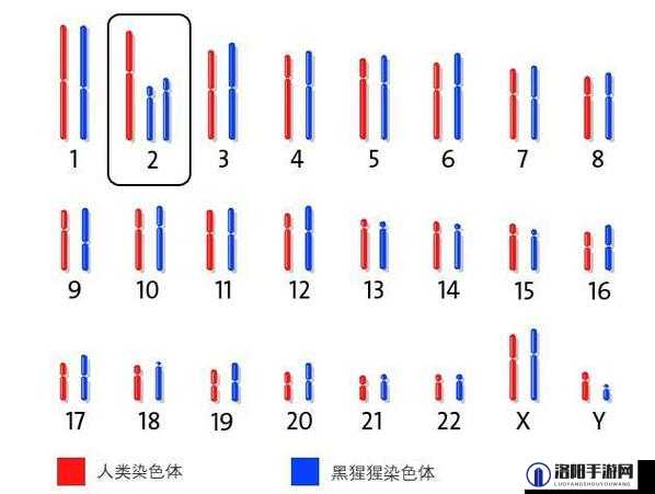 亚洲人与欧洲人染色体差异揭秘：遗传多样性如何影响人类进化与健康？