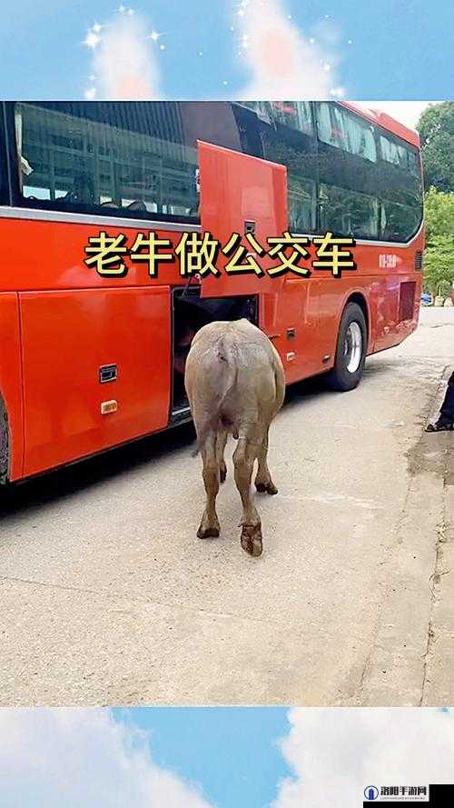 公交车上惊现奶牛?这到底是怎么回事?公交车奶牛引发众人好奇