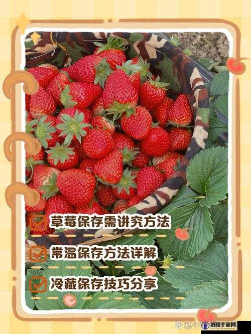 疼别放了装不下了草莓:如何正确保存草莓以延长其新鲜度和口感?