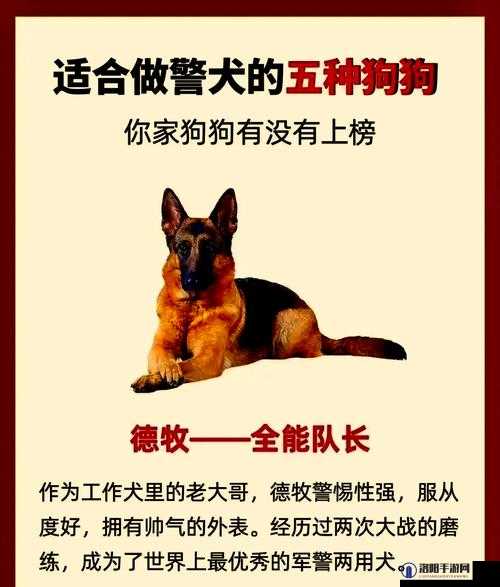 为什么警犬张金鱼会走红网络？它的训练师是谁？