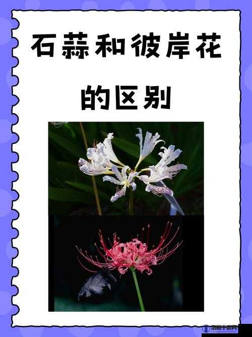 妄想山海彼岸花在哪里 彼岸花刷新位置与获取方法一览