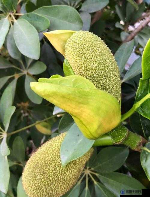 菠萝蜜开花的6个征兆揭秘:如何准确识别菠萝蜜即将绽放的关键信号