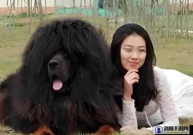 女子与藏獒交酡全过程被拍下,是人性的扭曲还是道德的沦丧?