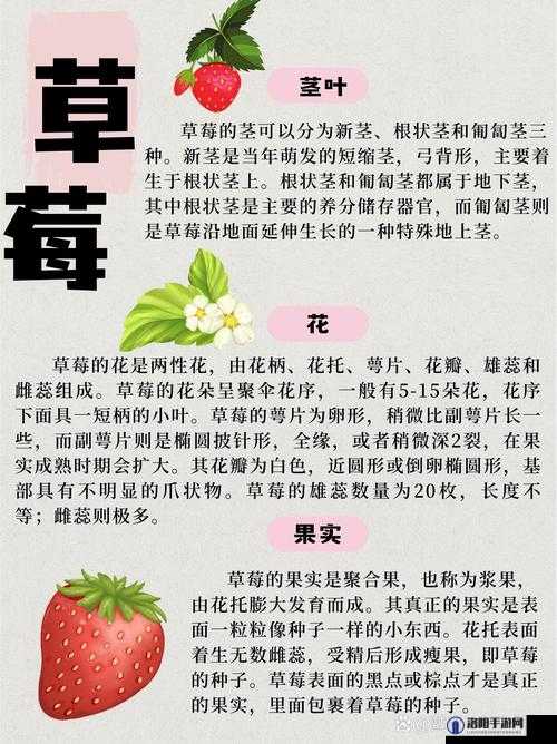 草莓 App 旧版为何深受用户喜爱?它有哪些独特功能与魅力呢?