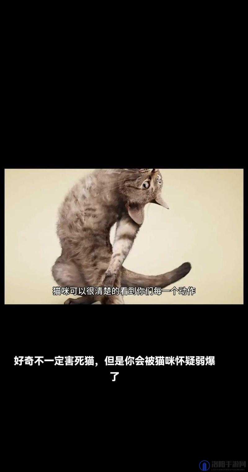 为什么人类对动物进行不可描述的行为会受到谴责？