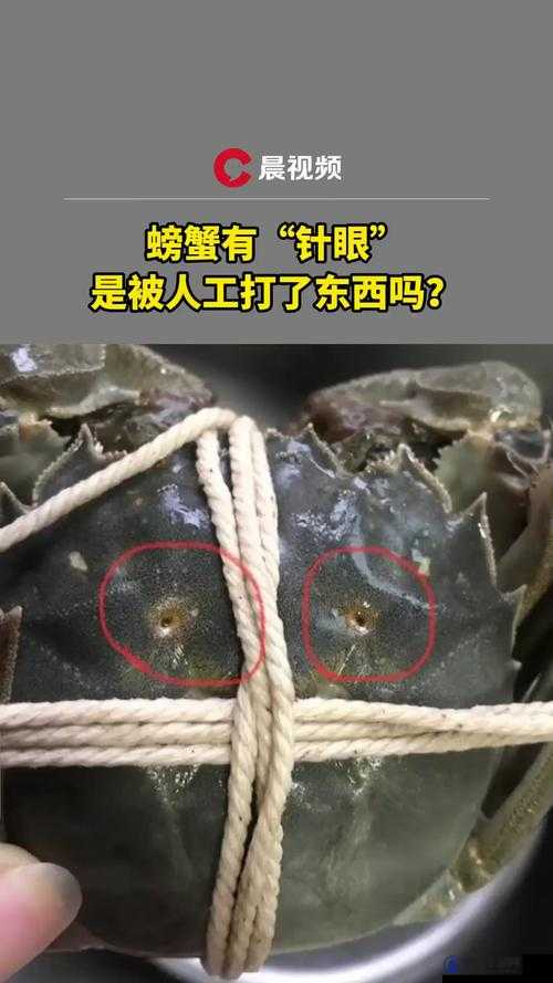 咔叽探险队螃蟹怎么打，反伤螃蟹打法介绍演变史