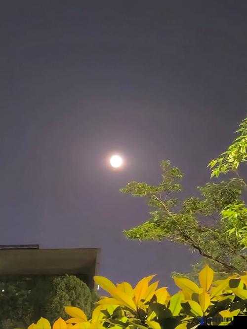月亮很圆小芳40章：一段关于爱情与命运的深刻探讨