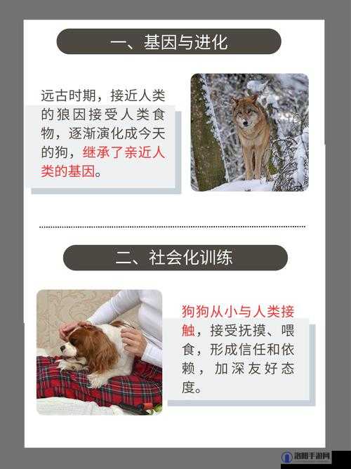 狗狗和人的神奇配方:20 分钟让你们更亲密