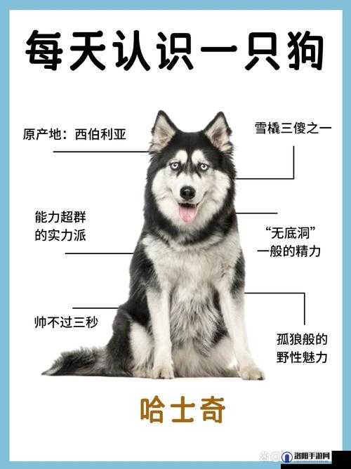天涯明月刀手游宠物狗怎么得？哈士奇获取攻略