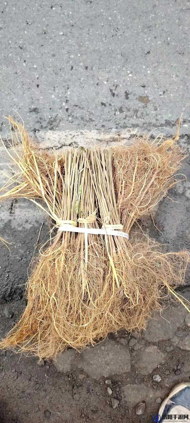 江南百景图桑树苗在哪？桑树苗怎么获得？