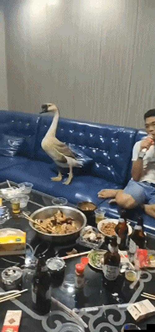 如何看待 KTV 男鸭 18G Ay1069 这一现象？