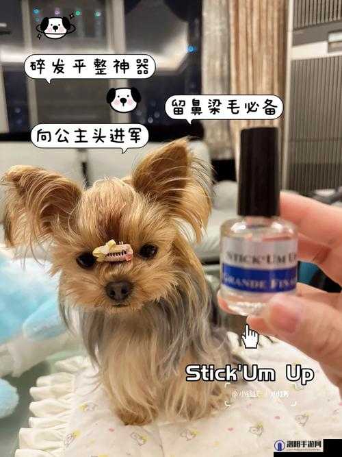 狗和人胶配方20分钟快速制作指南：简单步骤与实用技巧分享