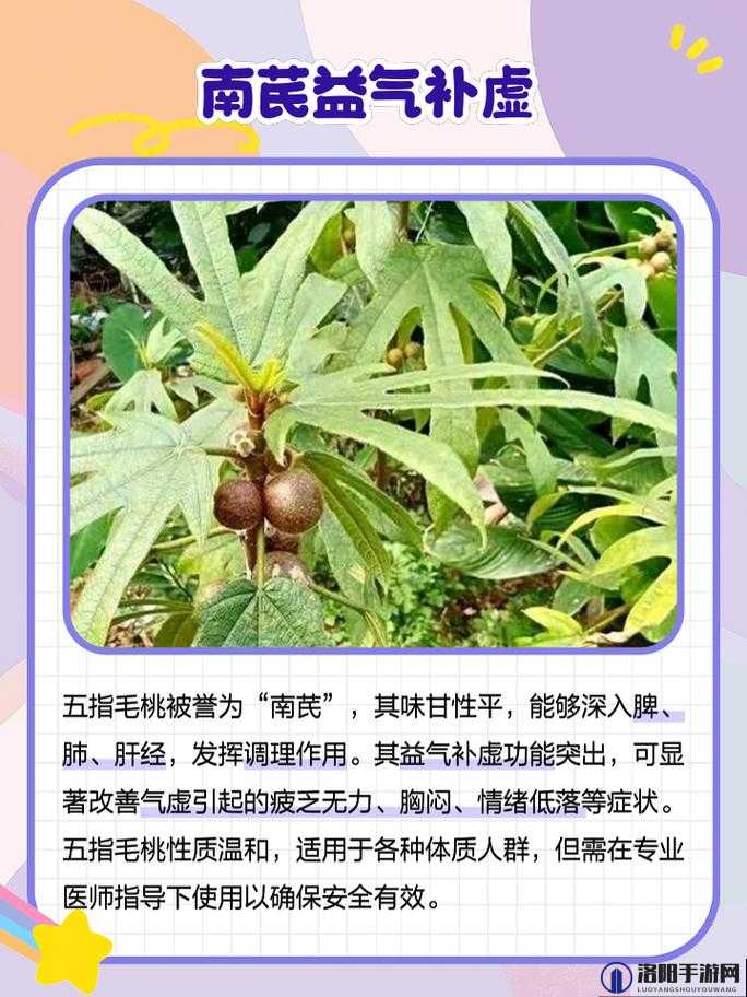 五指毛桃到底有何作用与功效？一文带你全面了解五指毛桃的神奇之处