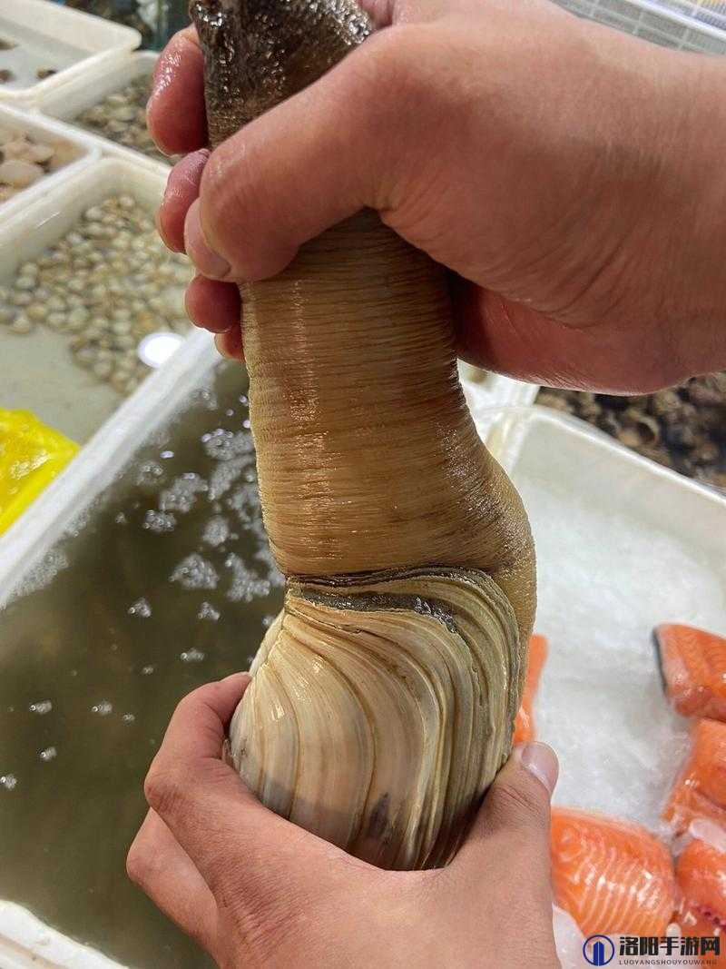 蚌肉里类似泥的东西到底是什么？快来一探究竟