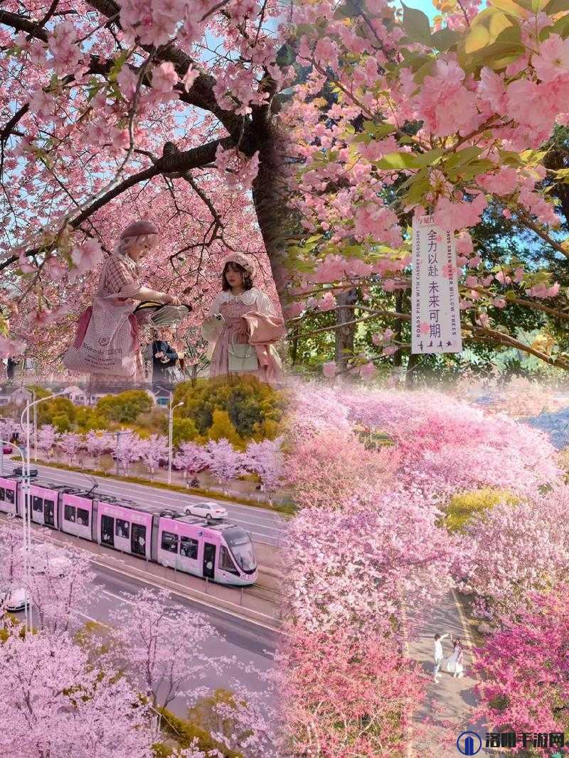 相亲对象是学生樱花第一季:如何打造浪漫约会氛围与增进感情?
