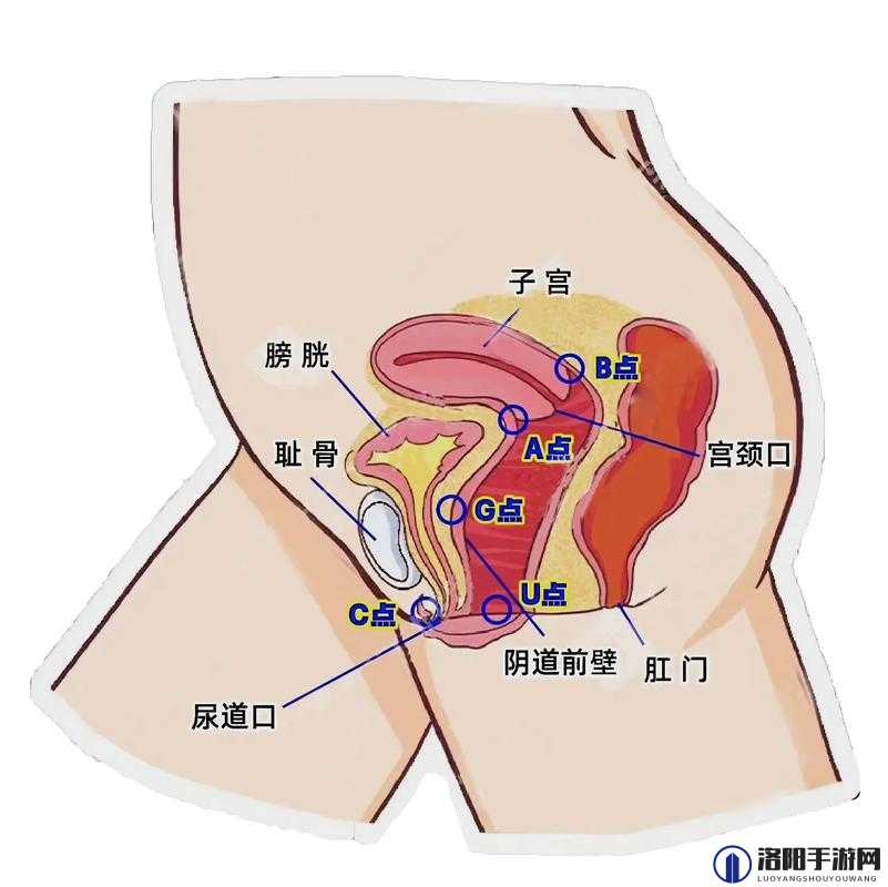 男女高潮体验为何不同？探究其背后原因及差异究竟在哪里？