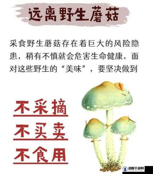 蘑菇视频风险版到底存在哪些风险？快来了解其潜在危害与防范措施