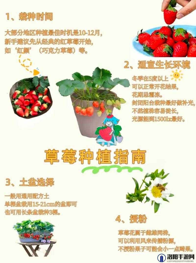 如何看待草莓、向日葵、丝瓜等植物的观赏价值和生态意义？
