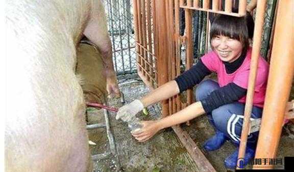 惊人一幕：女人与公豬交交30分钟视频引发热议，真实记录罕见行为全过程